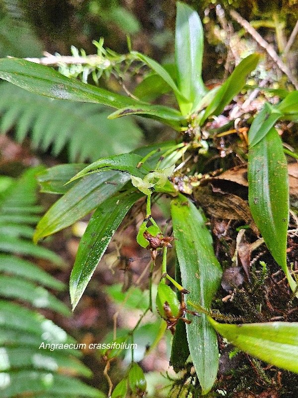 Angraecum crassifolium ( cordemoyi )Orc hidaceae Endémique La Réunion 102.jpeg