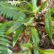 Angraecum crassifolium ( cordemoyi )Orc hidaceae Endémique La Réunion 102.jpeg