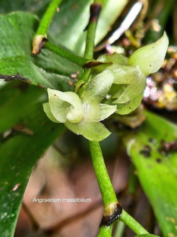 Angraecum crassifolium Orchidacea e Endémique La Réunion 127.jpeg