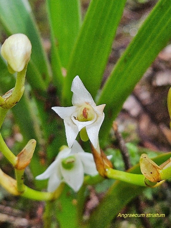 Angraecum striatum Orchidaceae  Endémique La Réunion 07.jpeg
