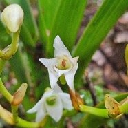 Angraecum striatum Orchidaceae  Endémique La Réunion 07.jpeg