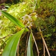 Angraecum striatum Orchidaceae  Endémique La Réunion 10.jpeg