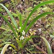 Angraecum striatum Orchidaceae  Endémique La Réunion 57.jpeg