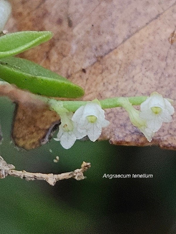 Angraecum tenellum Orchidaceae  Endémique La Réunion 45.jpeg