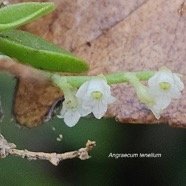 Angraecum tenellum Orchidaceae  Endémique La Réunion 45.jpeg