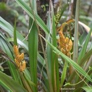 Astelia hemichrysa Ananas marron Asteliacea e Endémique La Réunion, Maurice 3904.jpeg