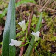 Beclardia macrostachya Orchidace ae Indigène La Réunion 06.jpeg