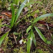 Beclardia macrostachya Orchidace ae Indigène La Réunion 650.jpeg