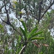 Beclardia macrostachya Orchidace ae Indigène La Réunion 959.jpeg