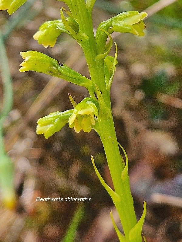 Benthamia chlorantha Orchidaceae En démique La Réunion, Maurice 3.jpeg