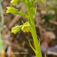 Benthamia chlorantha Orchidaceae En démique La Réunion, Maurice 3.jpeg