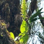 Benthamia erinacea Orchidaceae  Endémique La Réunion 04.jpeg