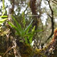 Benthamia erinacea Orchidaceae Endémique La Réunion 3912.jpeg