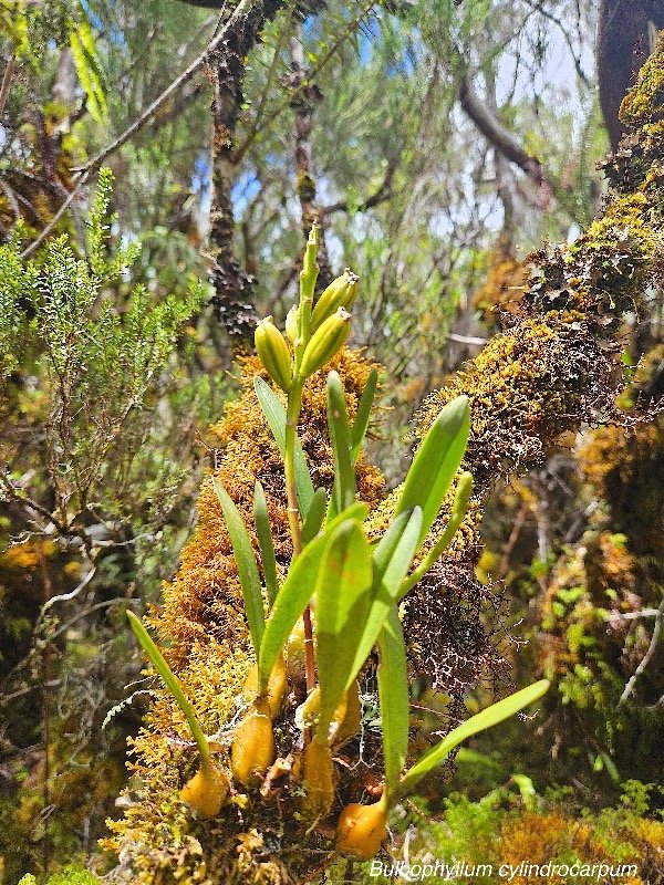 Bulbophyllum cylindrocarpum Orchid aceae Indigène La Réunion 29.jpeg