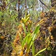 Bulbophyllum cylindrocarpum Orchid aceae Indigène La Réunion 29.jpeg