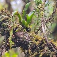 Bulbophyllum elliotii ( sambiranense) O rchidaceae Indigène La Réunion 44.jpeg