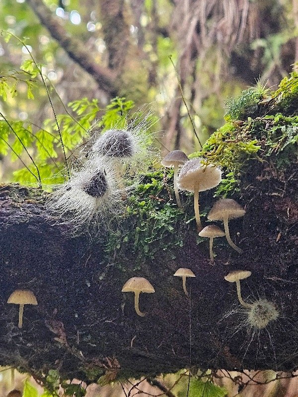 Champignons 56.jpeg