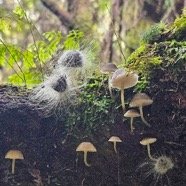 Champignons 56.jpeg