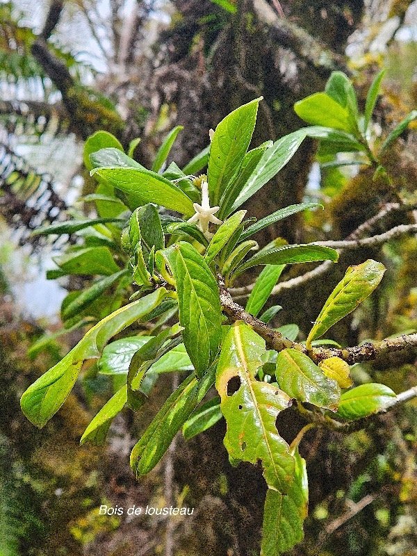 Chassalia gaertneroides  Bois de lousteau  Rubiaceae Endémique La Réunion 59.jpeg