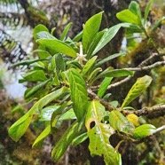 Chassalia gaertneroides  Bois de lousteau  Rubiaceae Endémique La Réunion 59.jpeg