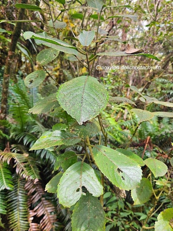 Claoxylon dolichostachyum Euphorbia ceae Endémique La Réunion 304.jpeg