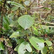Claoxylon dolichostachyum Euphorbia ceae Endémique La Réunion 304.jpeg