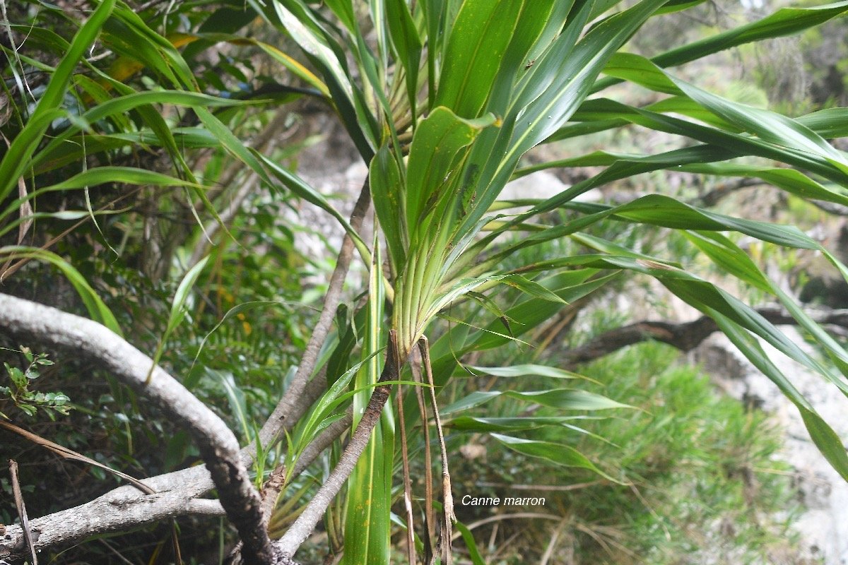Cordyline mauritiana Canne marron Asparagace ae Endémique La Réunion, Maurice 3896.jpeg
