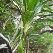 Cordyline mauritiana Canne marron Asparagace ae Endémique La Réunion, Maurice 3896.jpeg