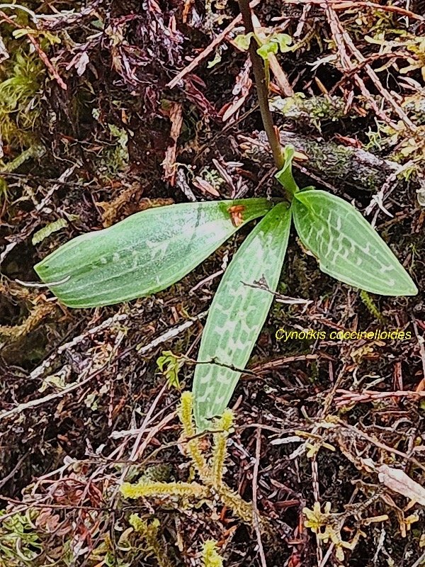 Cynorkis coccinelloides Orchidac eae Indigène La Réunion 2.jpeg