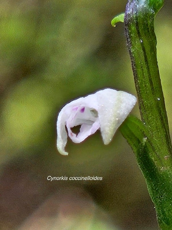 Cynorkis coccinelloides Orchidaceae Indigène La Réunion 6.jpeg