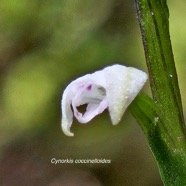 Cynorkis coccinelloides Orchidaceae Indigène La Réunion 6.jpeg
