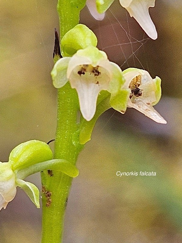 Cynorkis falcata Orchidaceae  Endémique La Réunion 05.jpeg