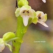 Cynorkis falcata Orchidaceae  Endémique La Réunion 05.jpeg