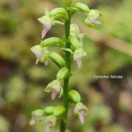 Cynorkis falcata Orchidaceae  Endémique La Réunion 4.jpeg
