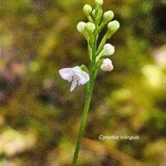 Cynorkis trilanguis Orchidacea e Indigène La Réunion 54.jpeg