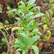Embelia angustifolia Liane savon En démique La Réunion, Maurice 50.jpeg