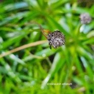 Eriocaulon striatum Eriocaulace ae Indigène La Réunion 53.jpeg