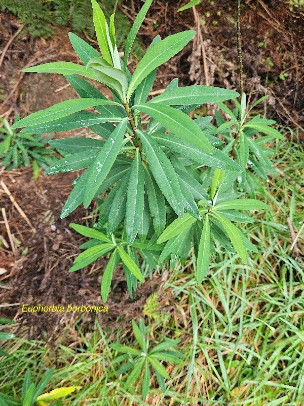 Euphorbia borbonica Euphorbiacea e Endémique La Réunion 30.jpeg