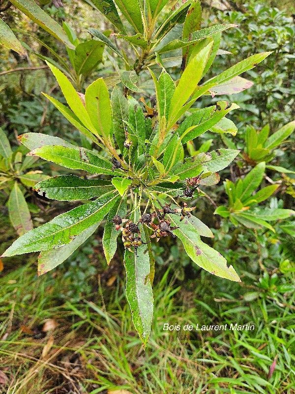 Forgesia racemosa B de Laurent Martin Esca lloniaceae Endémique La Réunion 659.jpeg