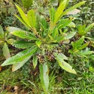 Forgesia racemosa B de Laurent Martin Esca lloniaceae Endémique La Réunion 659.jpeg