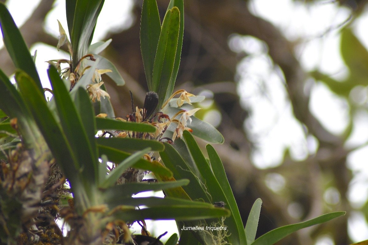 Jumellea triquetra Orchidaceae Endémique La Réunion 3920.jpeg