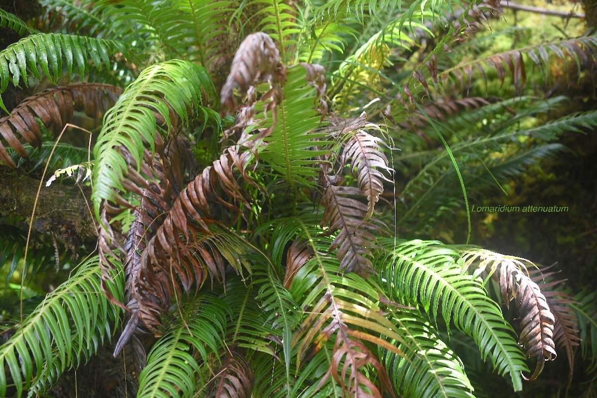 Lomaridium attenuatum Blechnacea e Indigène La Réunion 3900.jpeg