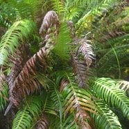 Lomaridium attenuatum Blechnacea e Indigène La Réunion 3900.jpeg