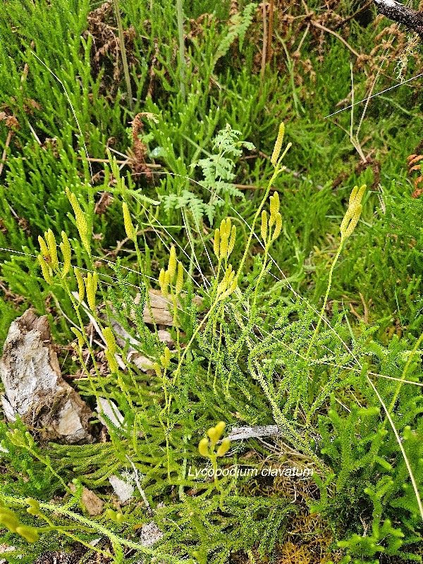 Lycopodium clavatum Lycopodiace a Indigène La Réunion 54.jpeg