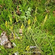 Lycopodium clavatum Lycopodiace a Indigène La Réunion 54.jpeg