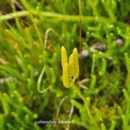 Lycopodium clavatum Lycopodiace ae Indigène La Réunion 35.jpeg