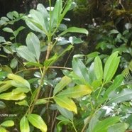 Melicope obtusifolia Gros patte poule Rutace ae Endémique La Réunion, Maurice 3916.jpeg
