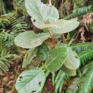 Monimia rotundifolia Mapou a? grandes feuill es Monimiaceae Endémique La Réunion 45.jpeg