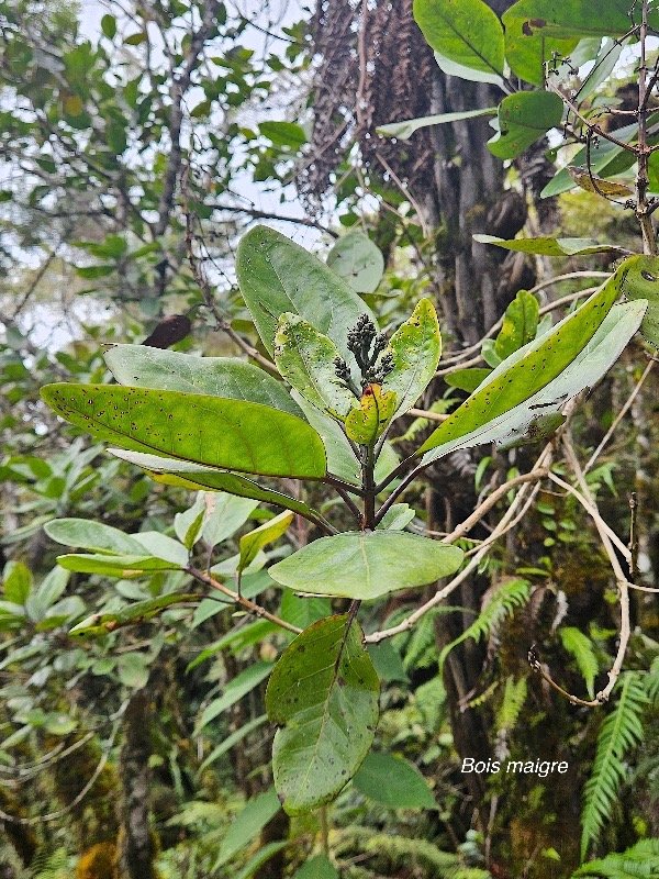 Nuxia verticillata Bois maigre Stilbacea e Endémique La Réunion, Maurice 43.jpeg