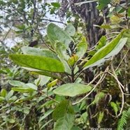 Nuxia verticillata Bois maigre Stilbacea e Endémique La Réunion, Maurice 43.jpeg